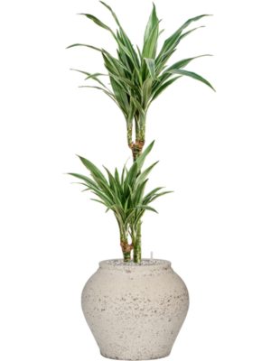 Dracaena deremensis 'Warneckei' en Mediterranean