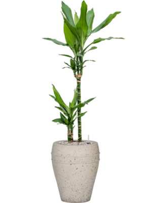 Dracaena fragrans 'Burundii' en Mediterranean