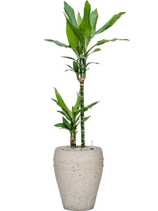 Dracaena fragrans 'Burundii' en Mediterranean, Pottery Pots