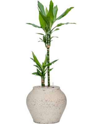 Dracaena fragrans 'Burundii' en Mediterranean