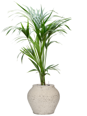 Kentia (Howea) forsteriana en Mediterranean