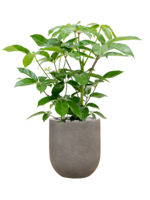 Schefflera actinophylla 'Amate' en Baq Nucast
