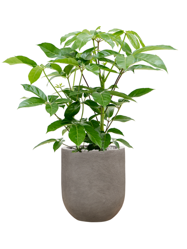 Schefflera actinophylla 'Amate' en Baq Nucast