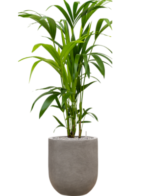 Kentia (Howea) forsteriana en Baq Nucast