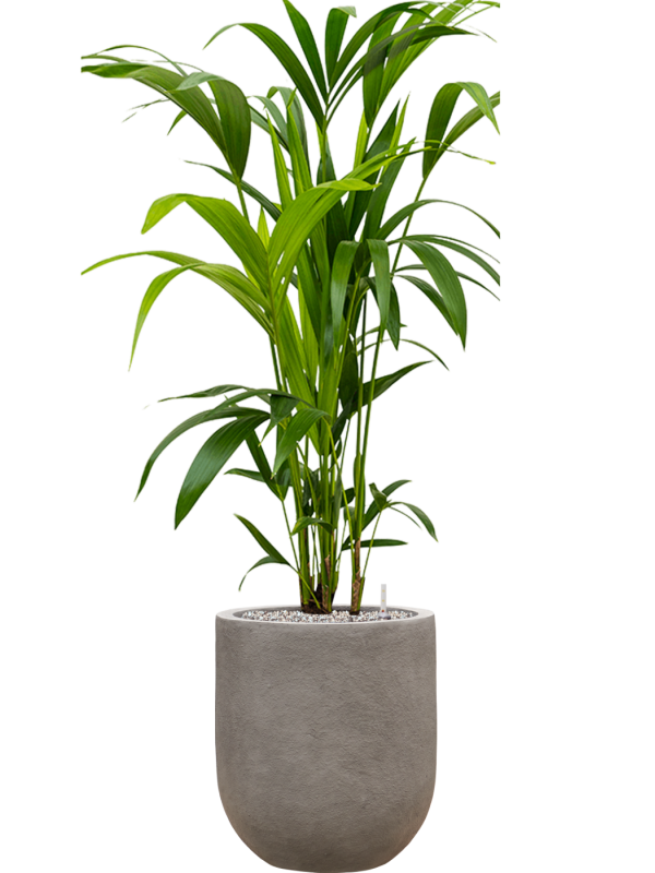 Kentia (Howea) forsteriana en Baq Nucast