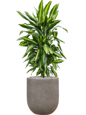 Dracaena fragrans 'Cintho' en Baq Nucast