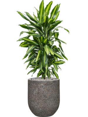 Dracaena fragrans 'Cintho' en Baq Naturescast
