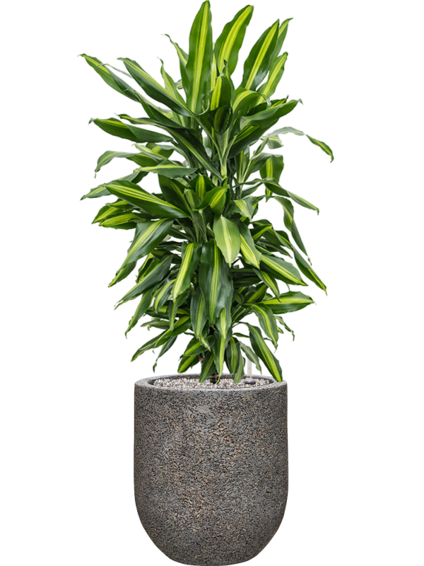 Dracaena fragrans 'Cintho' en Baq Naturescast