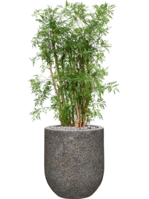 Aralia (Polyscias) 'Ming' en Baq Naturescast