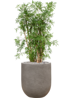 Aralia (Polyscias) 'Ming' en Baq Nucast