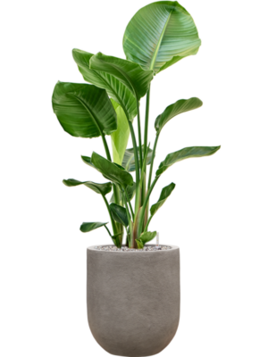 Strelitzia nicolai en Baq Nucast