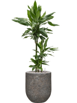 Dracaena fragrans 'Janet Lind' en Baq Naturescast