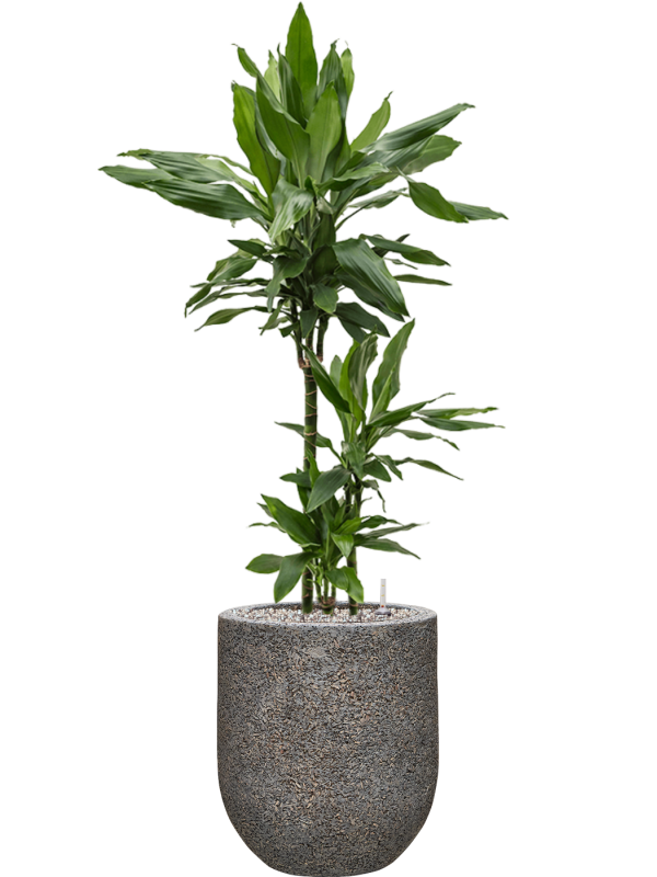 Dracaena fragrans 'Janet Lind' en Baq Naturescast