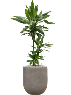 Dracaena fragrans 'Janet Lind' en Baq Nucast