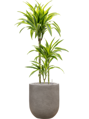 Dracaena fragrans 'Lemon Lime' en Baq Nucast