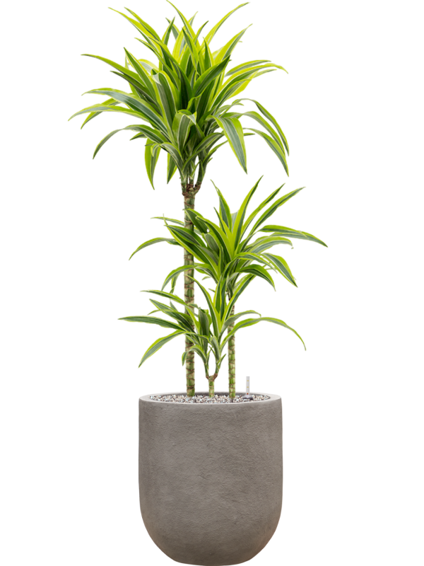 Dracaena fragrans 'Lemon Lime' en Baq Nucast