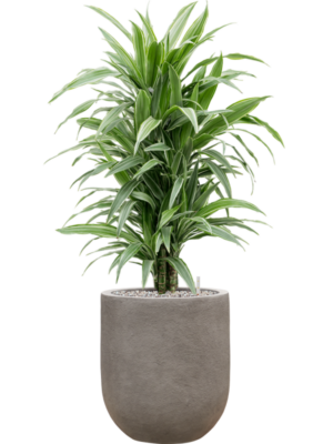 Dracaena deremensis 'Warneckei' en Baq Nucast