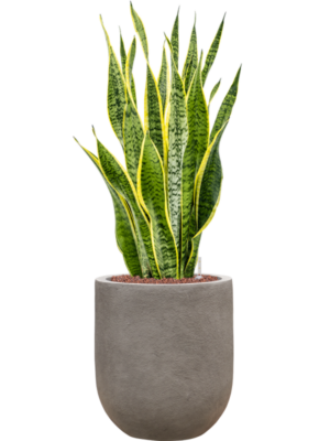 Sansevieria trifasciata 'Laurentii' en Baq Nucast