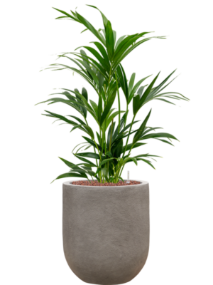 Kentia (Howea) forsteriana en Baq Nucast