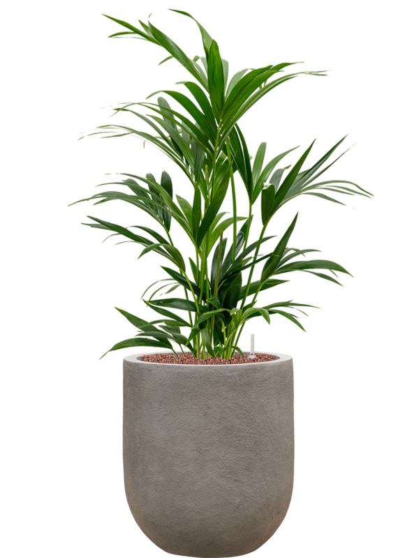 Kentia (Howea) forsteriana en Baq Nucast