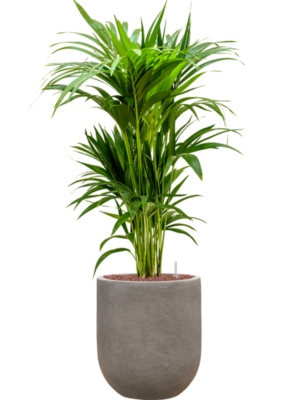 Kentia (Howea) forsteriana en Baq Nucast