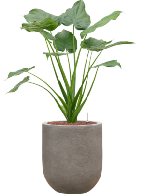 Alocasia cucullata en Baq Nucast
