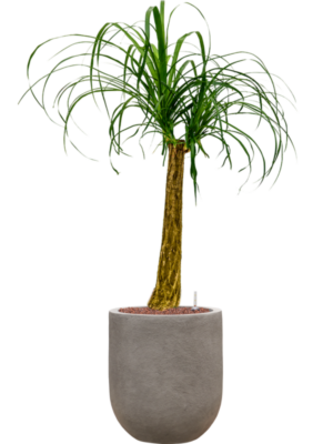 Beaucarnea recurvata en Baq Nucast