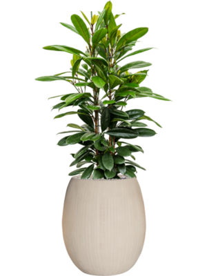 Ficus cyathistipula en Baq Polystone Coated Plain