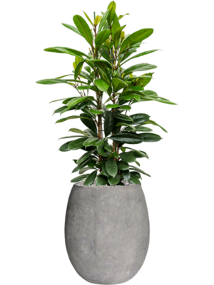 Ficus cyathistipula en Baq Polystone Coated Plain