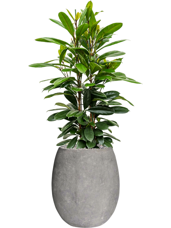 Ficus cyathistipula en Baq Polystone Coated Plain