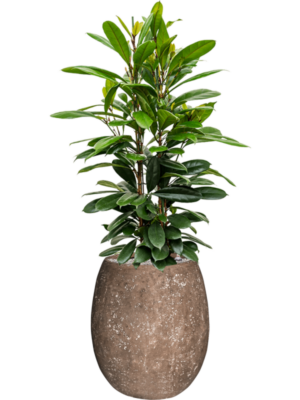 Ficus cyathistipula en Baq Polystone Coated Plain