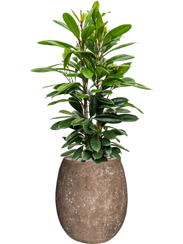 Ficus cyathistipula en Baq Polystone Coated Plain