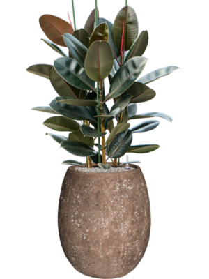 Ficus elastica 'Abidjan' en Baq Polystone Coated Plain