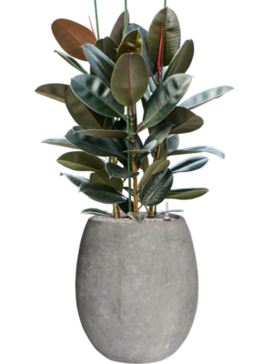 Ficus elastica 'Abidjan' en Baq Polystone Coated Plain