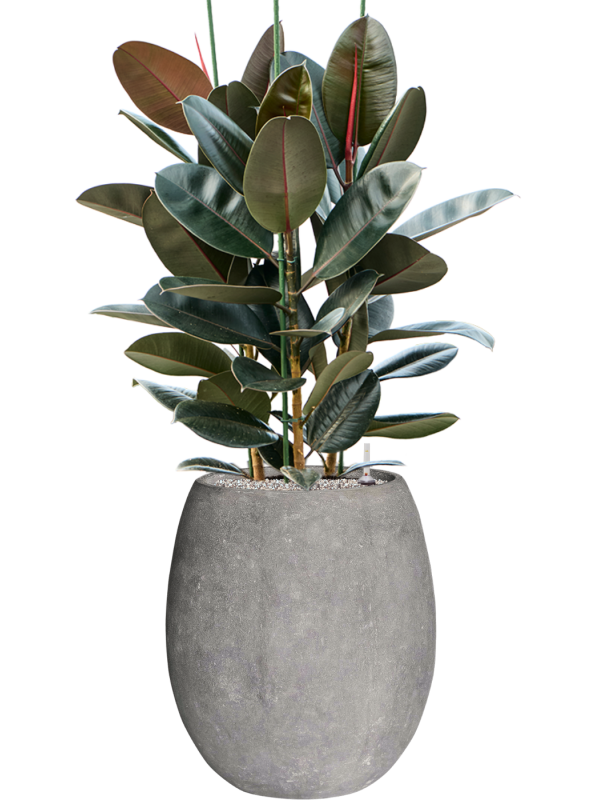 Ficus elastica 'Abidjan' en Baq Polystone Coated Plain