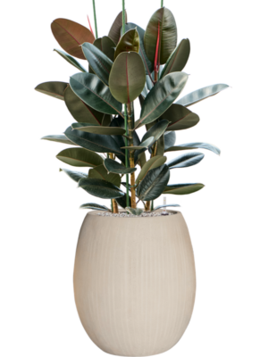 Ficus elastica 'Abidjan' en Baq Polystone Coated Plain