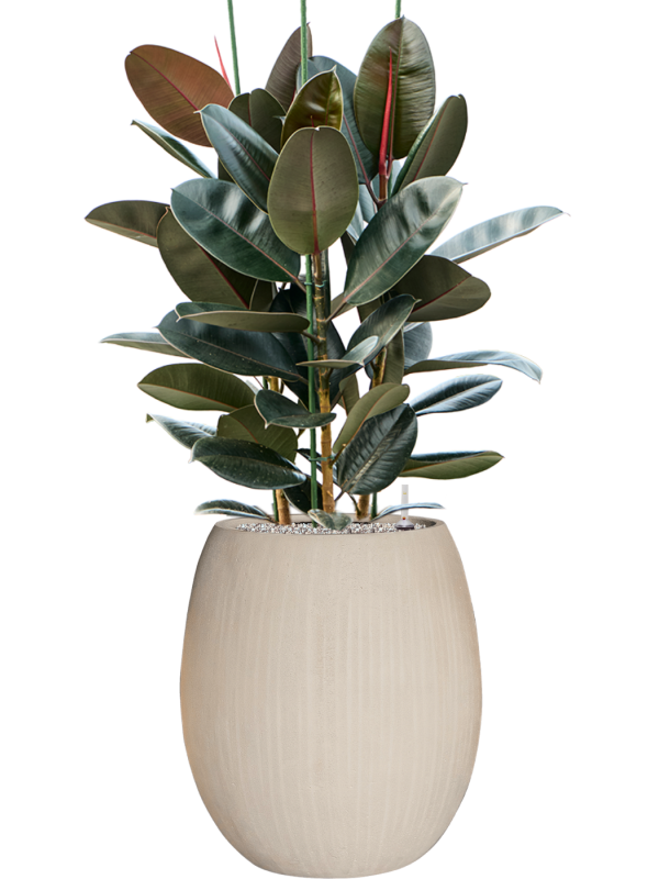 Ficus elastica 'Abidjan' en Baq Polystone Coated Plain