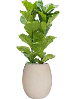 Ficus lyrata en Baq Polystone Coated Plain
