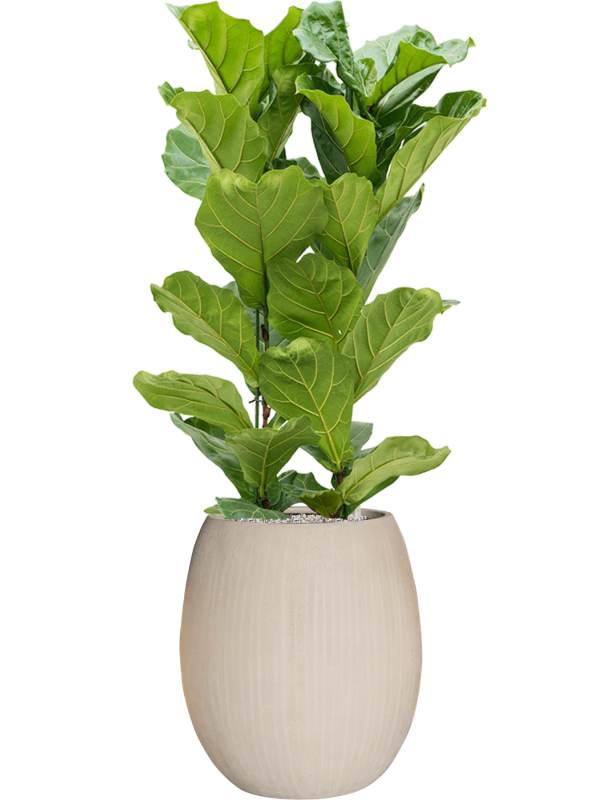 Ficus lyrata en Baq Polystone Coated Plain