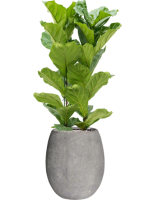 Ficus lyrata en Baq Polystone Coated Plain