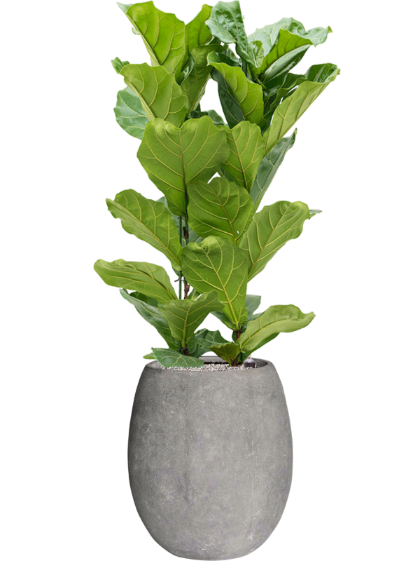 Ficus lyrata en Baq Polystone Coated Plain