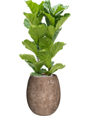 Ficus lyrata en Baq Polystone Coated Plain