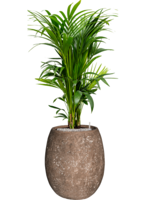 Kentia (Howea) forsteriana en Baq Polystone Coated Plain