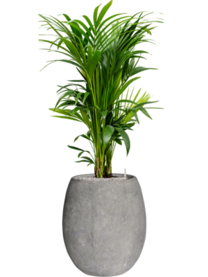 Kentia (Howea) forsteriana en Baq Polystone Coated Plain