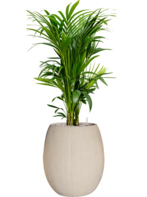 Kentia (Howea) forsteriana en Baq Polystone Coated Plain