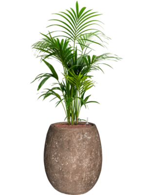 Kentia (Howea) forsteriana en Baq Polystone Coated Plain