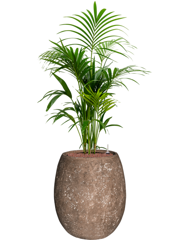 Kentia (Howea) forsteriana en Baq Polystone Coated Plain