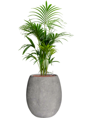 Kentia (Howea) forsteriana en Baq Polystone Coated Plain