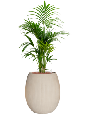 Kentia (Howea) forsteriana en Baq Polystone Coated Plain