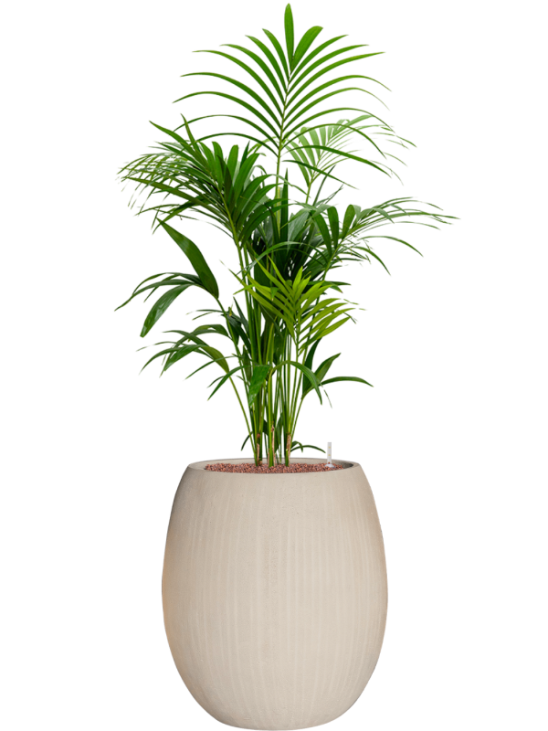 Kentia (Howea) forsteriana en Baq Polystone Coated Plain